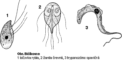 bicikovce.gif